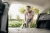 Строительный пылесос Karcher WD 4 V-20/5/22 1000Вт (уборка: сухая/сбор воды) желтый